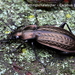 20091209_7533-03 Carabus granulatus_Kettinschalebijter