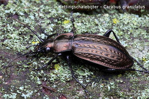 20091209_7533-03 Carabus granulatus_Kettinschalebijter
