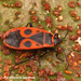 Vuurwants_Pyrrhocoris apterus_MH20110122_029297-4