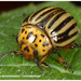 Leptinotarsa-decemlineata_Coloradokever_MH20110821_034825-6Ins