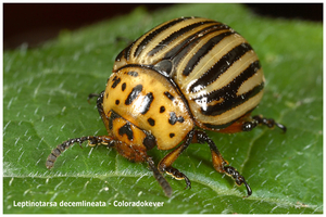 Leptinotarsa-decemlineata_Coloradokever_MH20110821_034825-6Ins