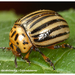 Leptinotarsa-decemlineata_Coloradokever_MH20110821_034826-6
