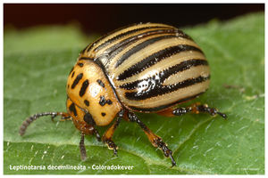 Leptinotarsa-decemlineata_Coloradokever_MH20110821_034826-6