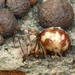 Steatoda triangulosa 20100509_MH_021136-02 Huissteatoda-Kogelspin