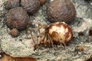 Steatoda triangulosa 20100509_MH_021136-02 Huissteatoda-Kogelspin