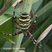 Argiope bruennichii-Tijgerspin_ MH_20100805_0250316-Tijgerspin