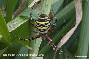 Argiope bruennichii-Tijgerspin_ MH_20100805_0250316-Tijgerspin