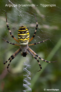 Argiope bruennichi MH_20100819_025448-4 Tijgerspin