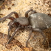 Gnaphosidae sp-Bodemjachtspin_MH20110523_031546-2Spin