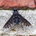 Muurrouwzwever 20090607_5969 04