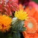 flowers-3493117_960_720