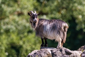 goat-2377999_960_720