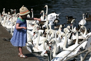 swans-3537873_960_720