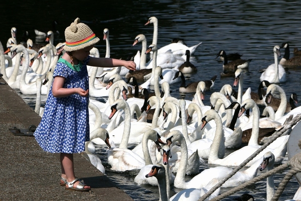 swans-3537873_960_720