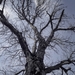 tree-3282120_960_720