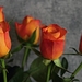 roses-3232268_960_720