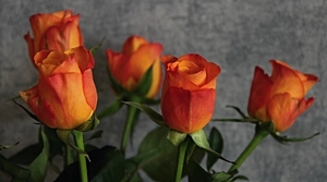 roses-3232268_960_720