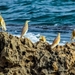 sea-birds-3334392_960_720