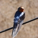 swallow-3343637_960_720