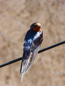 swallow-3343637_960_720