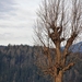 tree-3292617_960_720