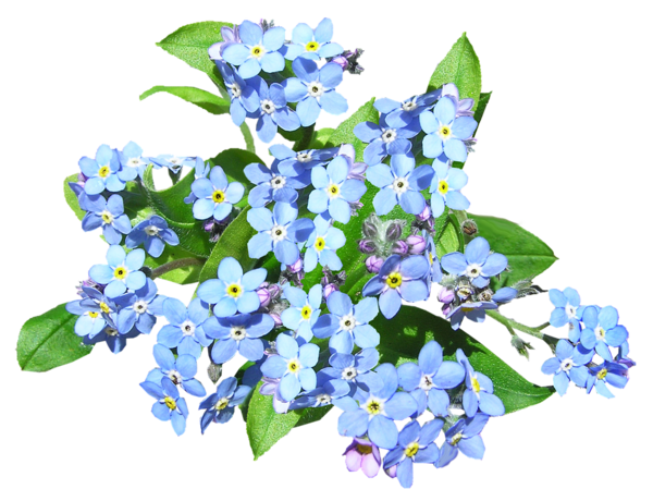 blue-flowers-2740877_960_720