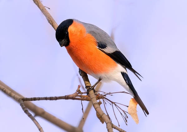 bullfinch-2346035_960_720