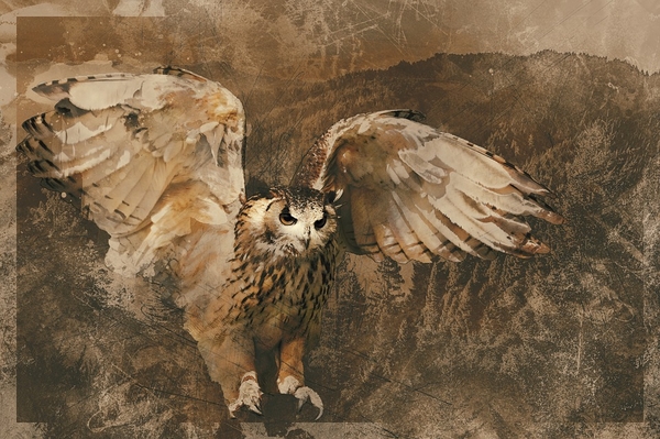 owl-1822366_960_720