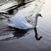 swan-3336197_960_720