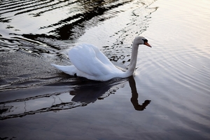 swan-3336197_960_720