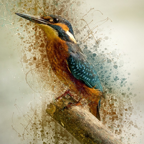 alcedo-atthis-3192157_960_720