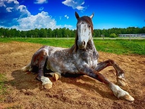 horse-2572051_960_720