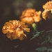 marigold-3331392_960_720