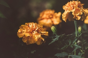 marigold-3331392_960_720