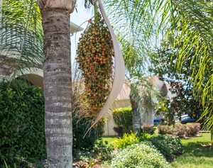 palm-tree-3320783_960_720