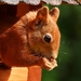 squirrel-3076989_960_720