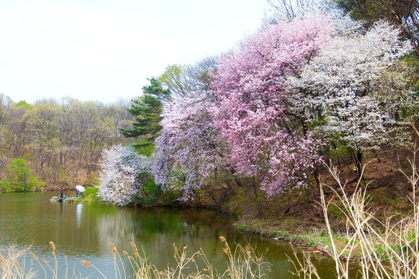 wood-3297252_960_720