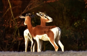 gazelles-3043853_960_720