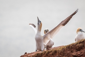 northern-gannet-3278405_960_720