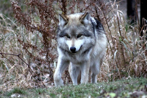 wolf-2792299_960_720