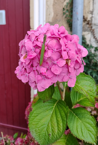 het diertje op de bloemxxx