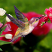 229734533-spring-flowers-and-birds-wallpaper