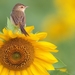 Animals___Birds_Bird_on_a_flower_sunflower_104142_