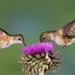 Bird-And-Flower-Wallpaper-15