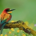 bird-images-HD2