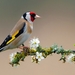 bird-on-flower-branch