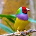 bird-wallpaper12-1024x640