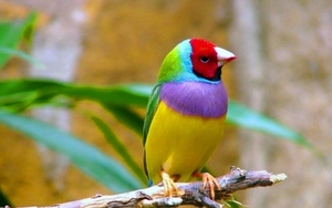 bird-wallpaper12-1024x640