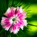 d_46798_nature-flowers-photography-blur