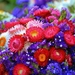 flowers-870031_1280